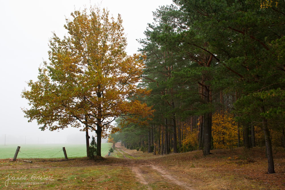 056_Biebrza - pazdziernik 2013.jpg
